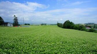 Field Open Under Sky1920 Desktop Wallpaper Wallcoo