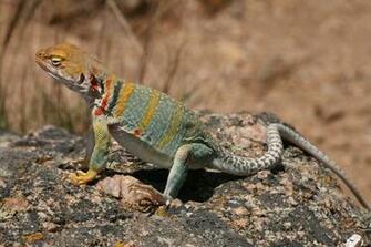Alpha Coders Explore The Collection Reptiles Lizards