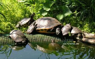 Turtletails Computer Wallpaper Pictures