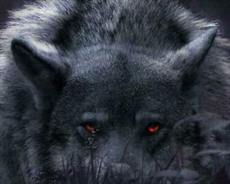 Wolf Wallpaper HD Expert