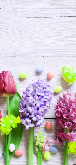 Hyacinth Background Wallpaper