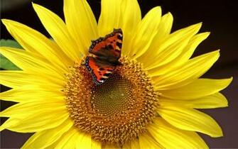 Sunflower Music Live Wallpaper For Android Apk