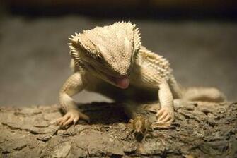 Pin Cute Bearded Dragon
