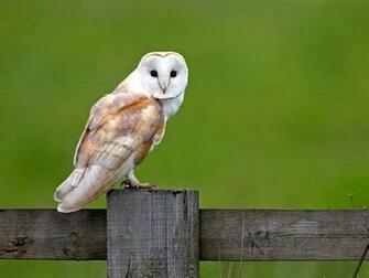 Cool Owl Wallpaper