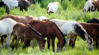Troop Of Horses HD Wallpaper Widescreen Ultra