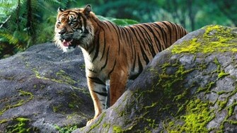 Qq Wallpaper Wild Cats Set