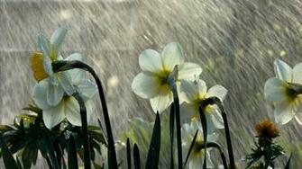 Beautiful Rain On Flower Wallpaper HD