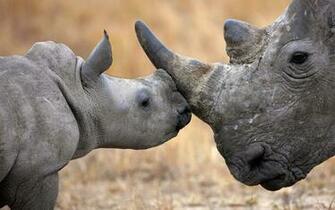 Rhino Wallpaper Image For Desktop Background Full