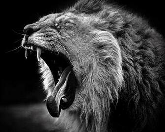 Black Lion Pictures