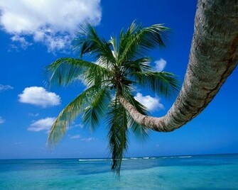 Palm Tree On A Beech Computer Desktop Wallpaper