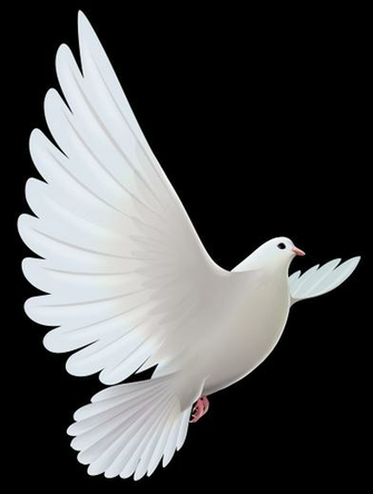 Basic Examples Image Of Dove Doves HD Wallpaper And