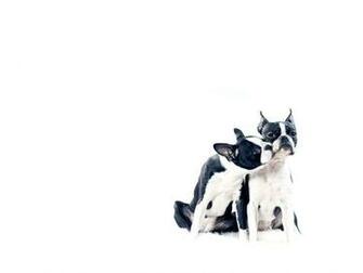 Boston Terrier Wallpaper
