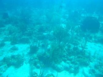 Pics Photos Ocean Floor Wallpaper