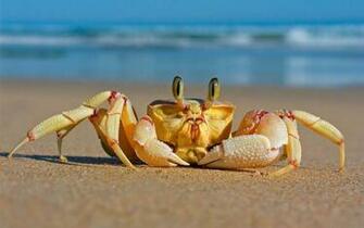 Tag Crab Wallpaper Background Photos Image And Pictures For