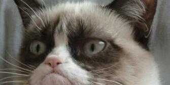 Grumpy Cat Htc HD Wallpaper Best One