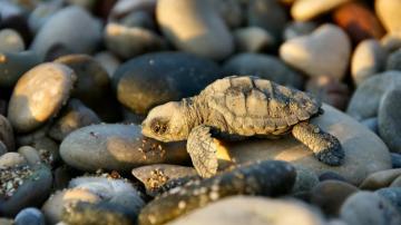 Nature Animals Wallpaper