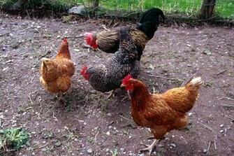 Chicken Wallpaper