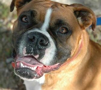 Boxer Dog Picture