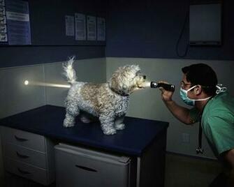 Funny Dentist Photos Wallpaper HD Wide