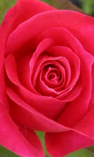 3d Roses Live Wallpaper Is The Perfect For