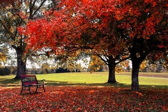 Background Fall Desktop Windows