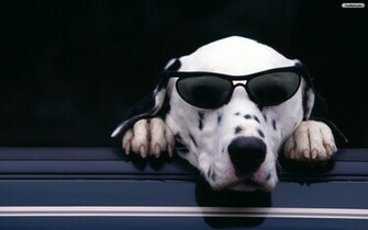 Youwall Cool Dog Wallpaper