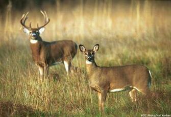 Deer Hunting With The Ar