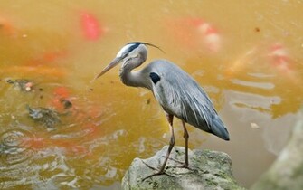 Heron Wallpaper