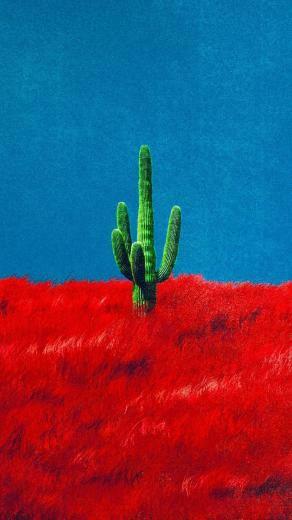 Here S A Cactus Wallpaper Travisscott
