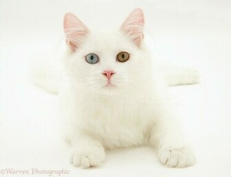 Odd Eyed White Cat Background Jpg