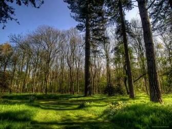 New Spring Forest Wallpaper Background