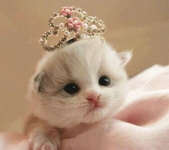 Image And Desktop Wallpaper Cute Kitty