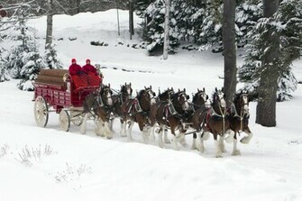Anheuser Busch Clydesdales Wonderful Winter