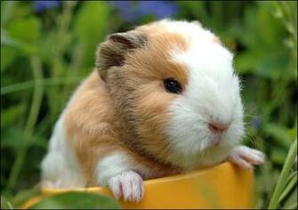 Guinea Pigs Pet Wallpaper HD Wallpapermine