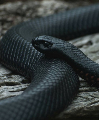 Instagram Snake Wallpaper Pet