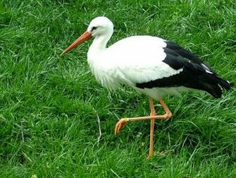 Stork Wallpaper