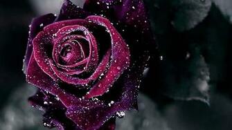 Rose Wallpaper Best HD
