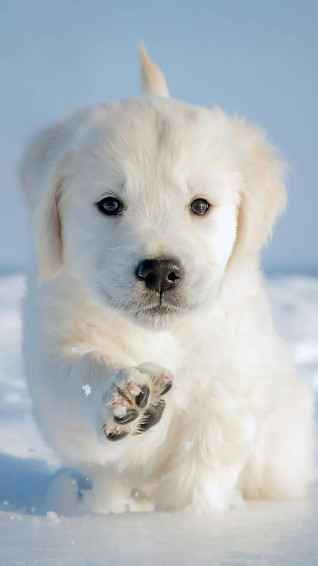 Dog iPhone Wallpaper