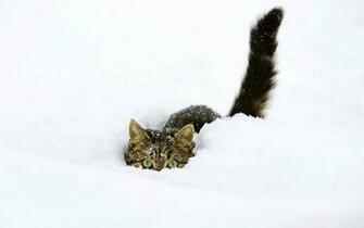 Cats Animals Cocaine Wallpaper