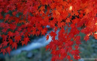 Leaves Wallpaper Vivid Foliage No