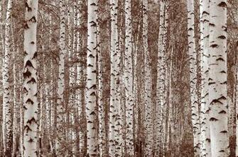 Dry Strippable And Reusable Wallpaper Mural Hangs Like