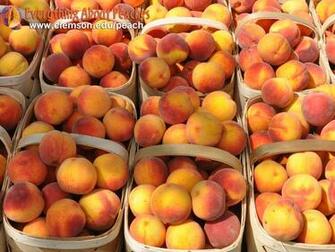 Peach Jpg
