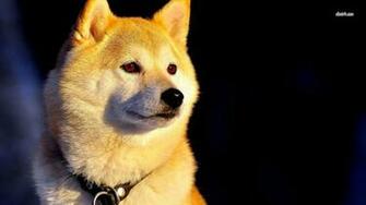 Shiba Inu Wallpaper Animal
