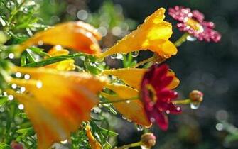 April Showers