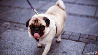 Pug Dog Wallpaper Background Christmas