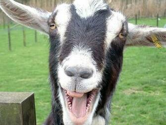 Funny Pictures Wallpaper Animals Very