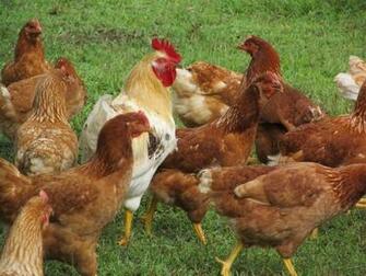 Of Roosters Crowing And Chickens Image Eggs Wallpaper