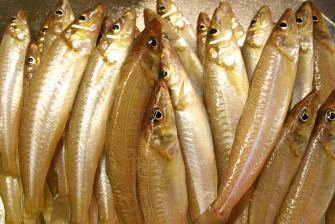 Smelt Whiting Photo Wallpaper