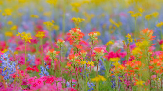 Wildflower Field Wallpaper