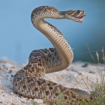 Rattlesnakes Trick Humans Into Thinking They Re Closer Than Are